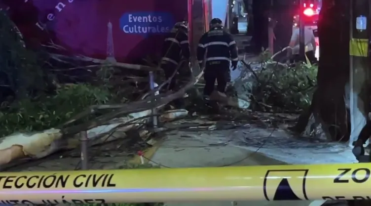Enorme rama colapsa en calles de la Benito Juárez y rompe el cableado