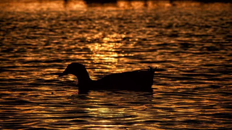 En alerta el agua del Lago de Chapala ante la presencia de toxinas