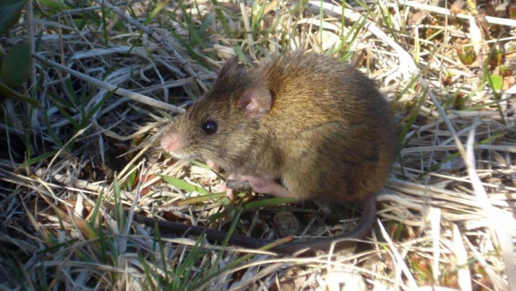 Joven muere de hantavirus y enciende las alertas sanitarias en Argentina