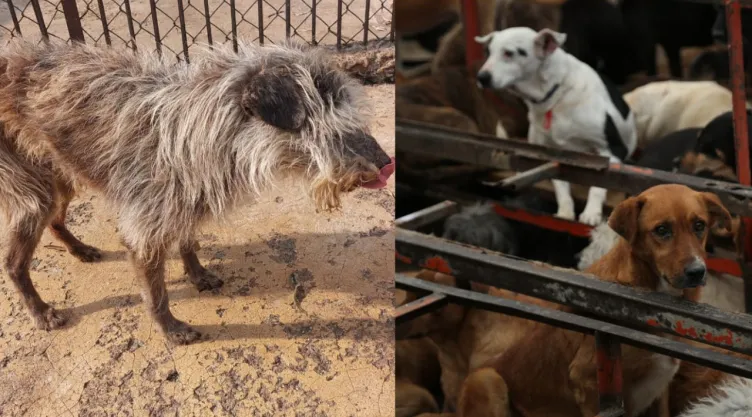Refugio Franciscano de Cuajimalpa; trasladan a 304 perros en el Ajusco