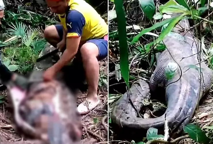¡De miedo! Una mujer desaparecida es localizada en el estómago de una enorme serpiente (VIDEO)