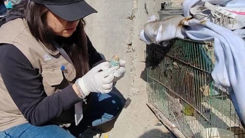 animalitos heridos explosión san ramón puebla hoy