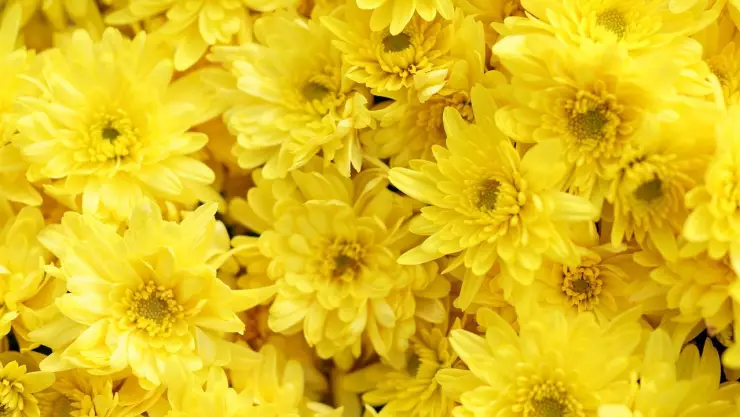 flores amarillas
