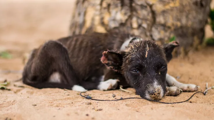 Sujeto amarra perrita y la arrastra por calles de Ecatepec
