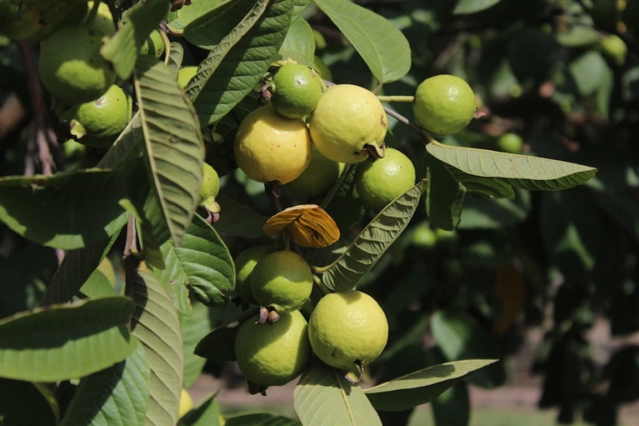 Antioxidantes en frutos