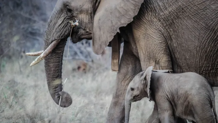 Día Mundial del Elefante