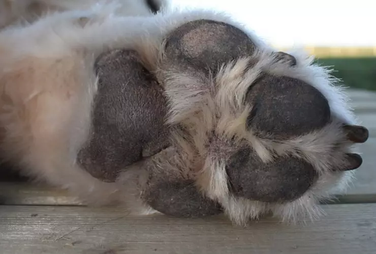 envenenamiento masivo ixtacuixtla tlaxcala