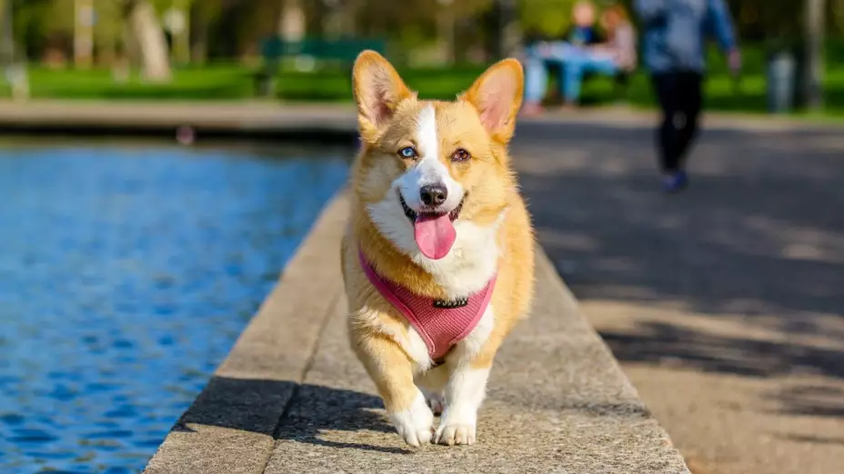 cuál es multa CDMX no recoger popó perro