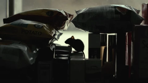 Alimentos infectados