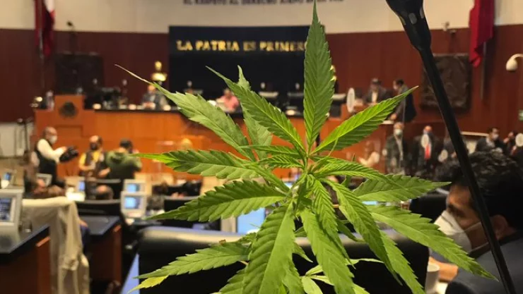 SCJN declaró inconstitucional prohibir la marihuana para uso lúdico