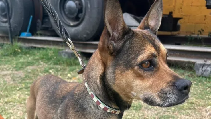 Niver, perrita en adopción en CDMX