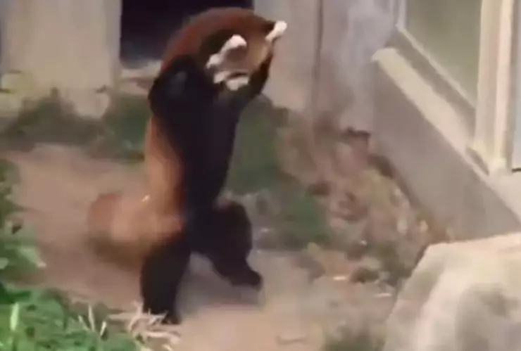 piedra CNDH consejero video