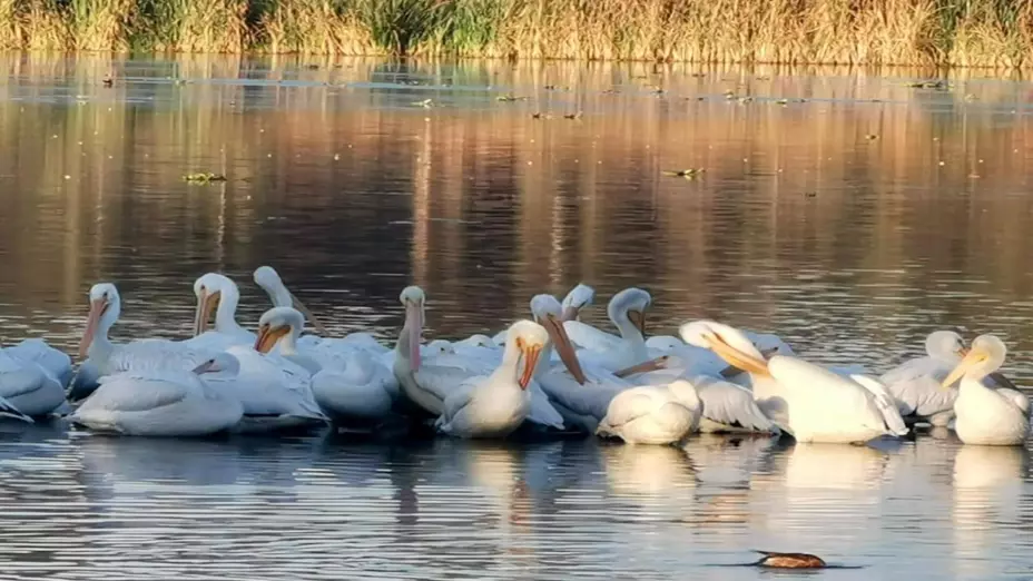 Parque Ecológico de Xochimilco da refugio a pelícanos blancos americanos.jpg
