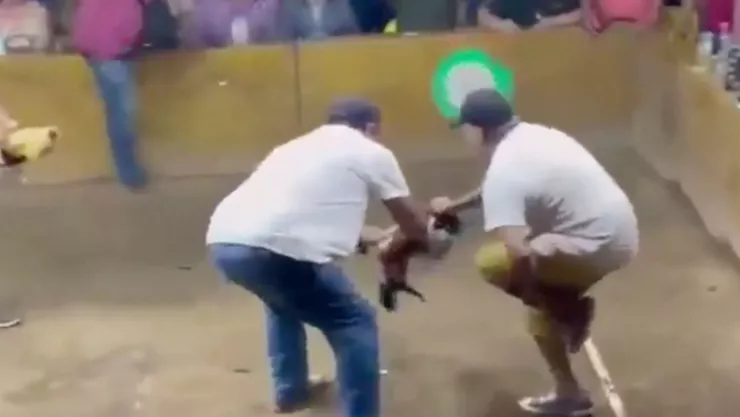 Gallo ataca a su propio dueño durante una pelea en México. .jpg