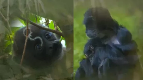 Comportamiento del mono saraguato y mono araña pueden ser afectados por calor extremo