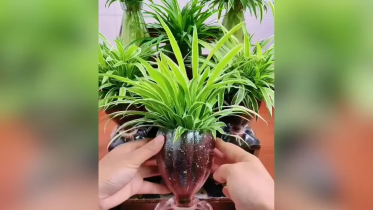Puedes reemplazar floreros tradicionales con materiales reciclados como botellas de plástico.