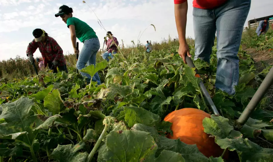 campesinos migrantes