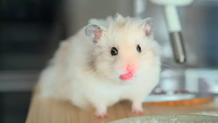 ¡No hay explicación! Una mujer muere al ser mordida por un pequeño hámster