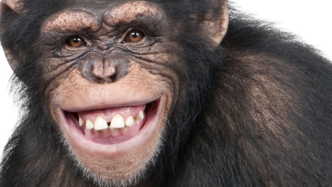 ddc chimpance riendo