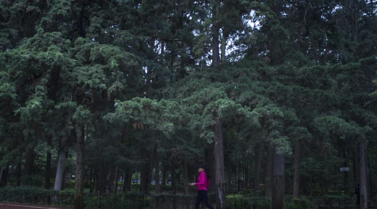 Bosque