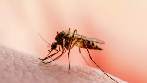 Alerta por LEISHMANIASIS en Yucatán: Estos municipios han reportados casos