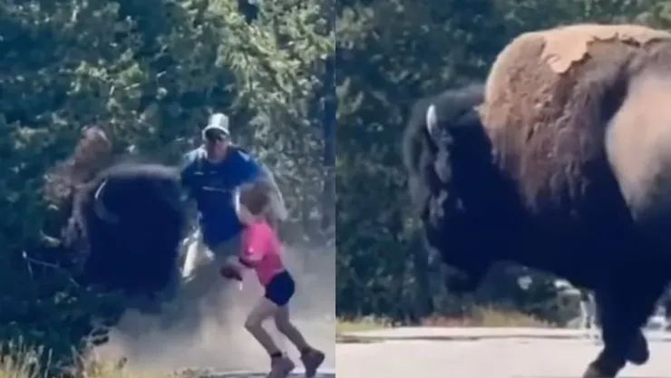 bisonte-persigue-familia-parque-yellowstone-eu-video