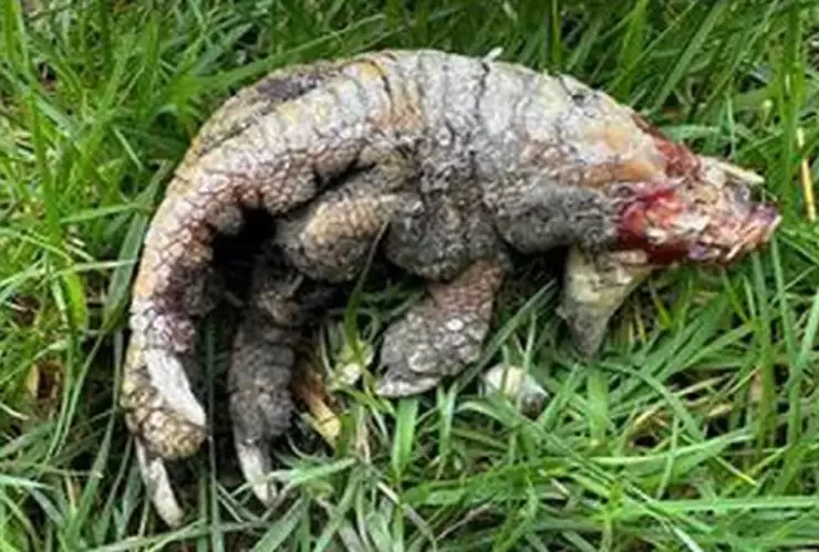 hallan garra de dinosaurio en Reino Unido