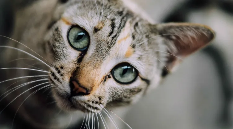 gatos canibales 3