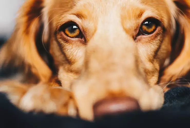 ¿Cómo cuidar a un perro mayor y que su vida sea mejor?