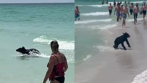 Oso bebé sorprende a turistas en playa concurrida de Florida (VIDEO)