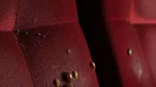 Chinches en una sala de cine