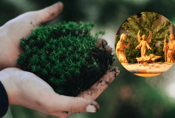 Por esta razón debes dejar de usar el musgo en el nacimiento de Navidad.png