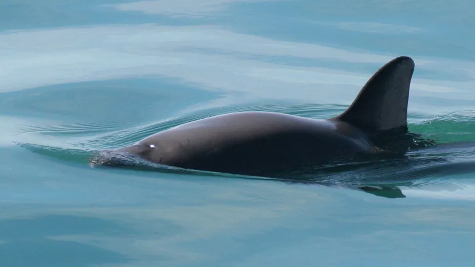 CITES pide sancionar a México por no proteger vaquita marina_AP.jpg