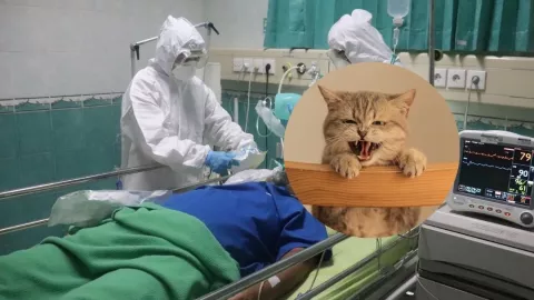 Confirman muerte de primer paciente con rabia humana en México; esto sabemos