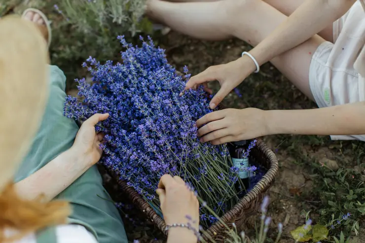 Planta lavanda