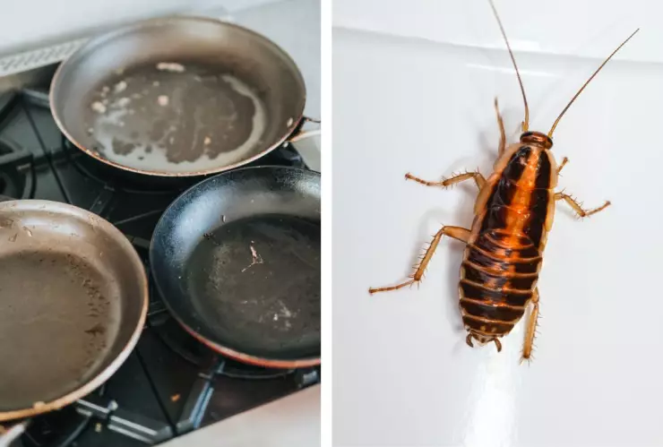 Así puedes evitar las cucarachas cuando hace calor.