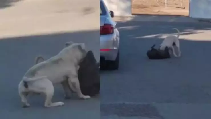 Jauría de perros