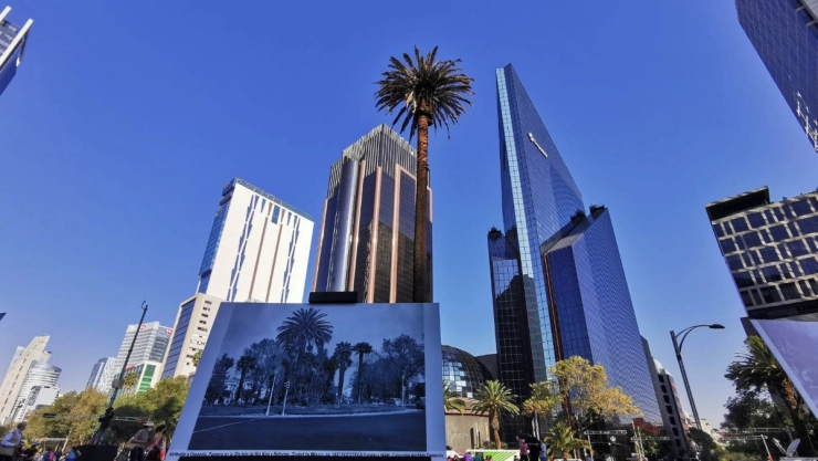 ciudadanos Palma de Reforma