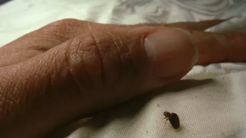 Dónde hacen nido las chinches: Algunos lugares son increíbles y no se ven