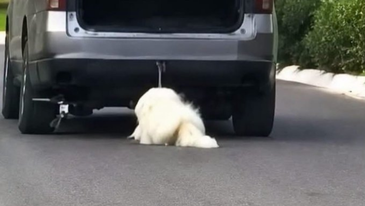 Detienen a mujer que arr4stró a perro en Saltillo