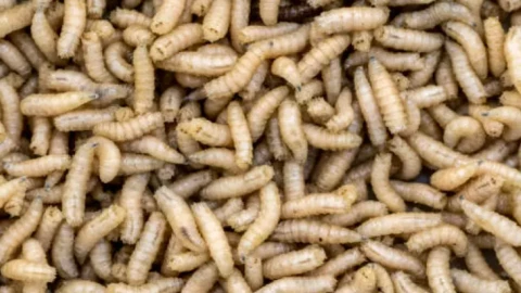 miasis gusano barrenador