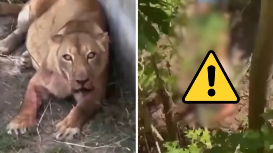 Joven devorado por leona en zoológico