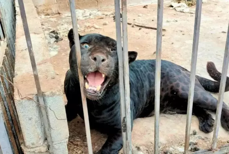 Jaguar negro ataca a una menor; le arrancó un brazo