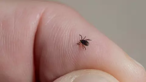 Así puedes protegerte en esta temporada de garrapatas en Yucatán