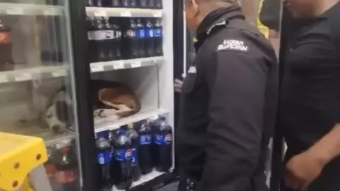 VIDEO_ Perrito se mete en refrigerador de tienda para huir del calor en Yucatán.jpg