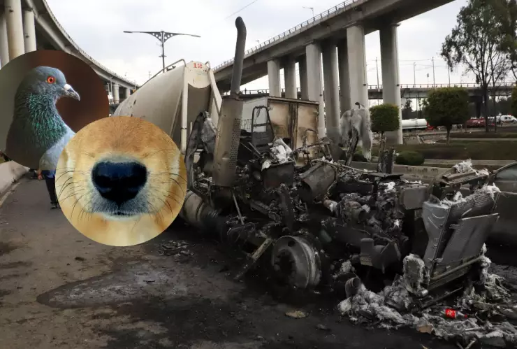 Rescatan a un perro y una paloma tras la explosión de la pipa de gas en Iztapalapa