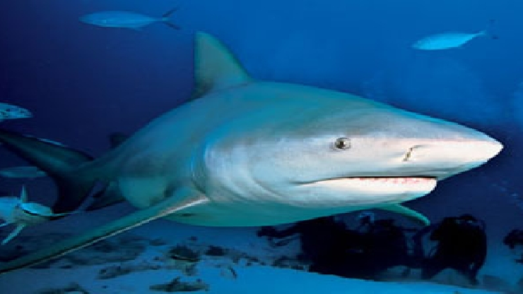 Tiburon toro