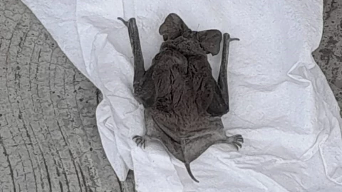 mrciélago puebla hoy