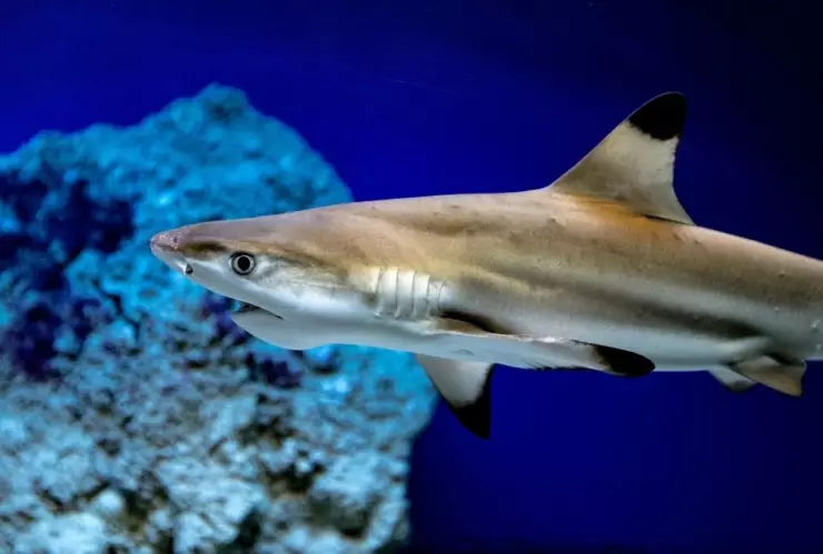 Tiburones, especies, peligro de extinción c.jpg