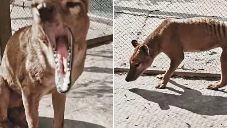 tigre_de_tasmania_video